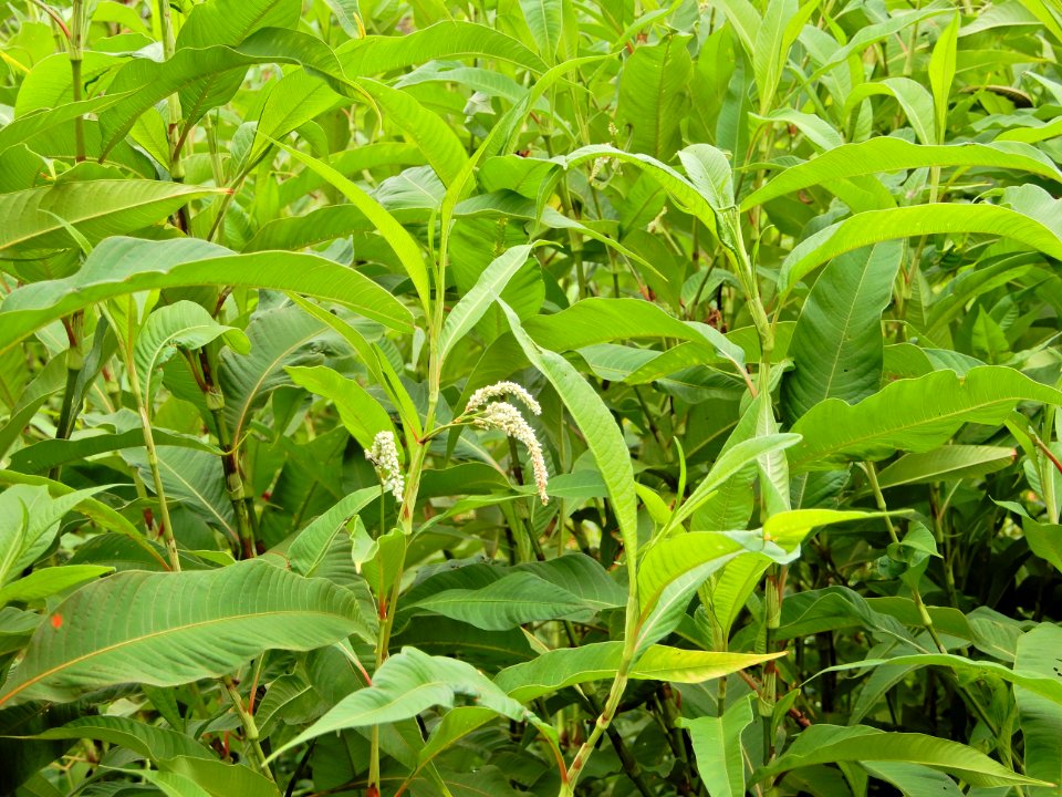 plants giant polygonum McAlpine and 4Mile Creek Greenway ncwetlands KG (45)