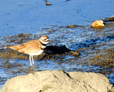 A killdeer searching for food in the late afternoon photo