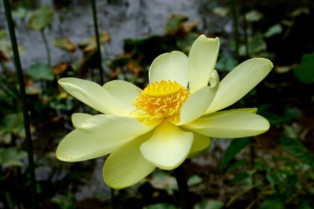 plant American lotus PeeDee NWR ncwetlands KG  (4)