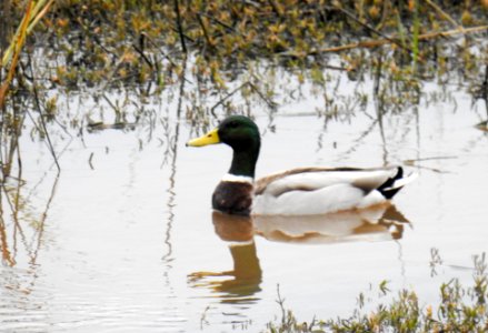 A solitary male mallard