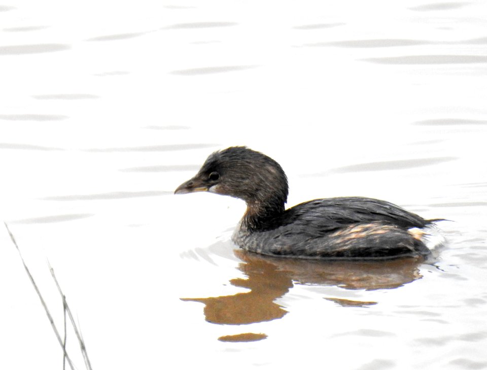 A brief pause between dives for this pied-billed grebe