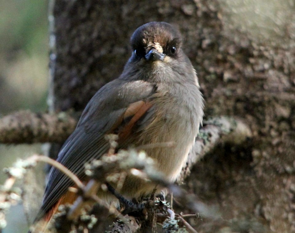 Siberian jay, Perisoreus infaustus
