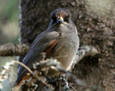 Siberian jay, Perisoreus infaustus
