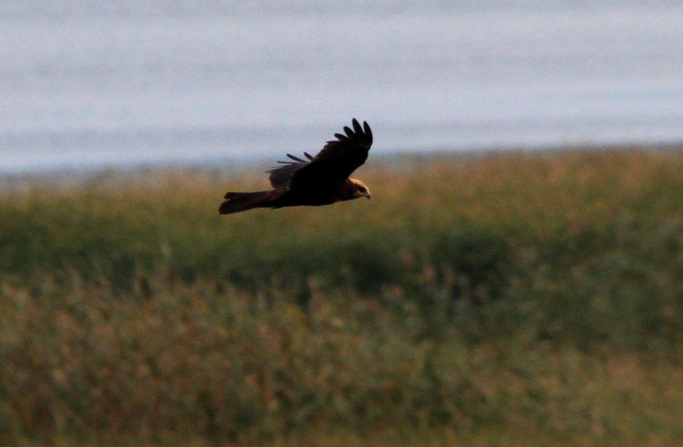 A  western marsh harrier