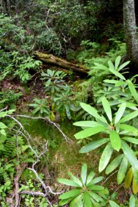 scene Walton Trail Bog ncwetlands AM (14)