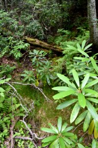 scene Walton Trail Bog ncwetlands AM (14) photo