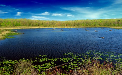 Spring Wetland photo