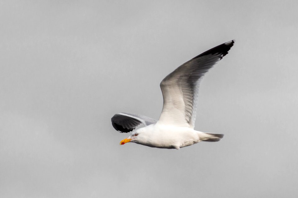 Larus michahellis