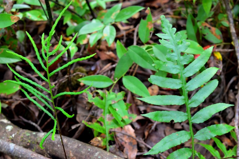 plants netted chain fern Bladen Lakes SF ncwetlands AM (3)