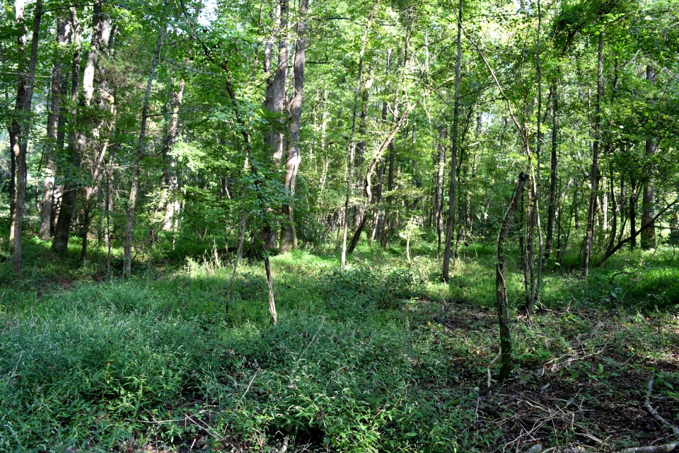 scene Schenck Forest ncwetlands AM (4)