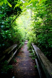 scene Walton Trail spruce bog ncwetlands KG (3) photo