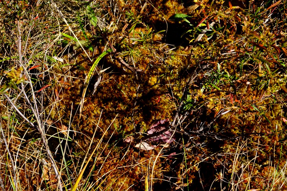 wetland bog Graveyard Fields Blue Ridge ncwetlands KG (18)