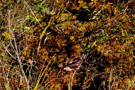 wetland bog Graveyard Fields Blue Ridge ncwetlands KG (18) photo