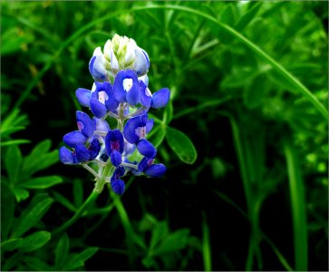 Texas bluebonnet -- Lupinus texensis