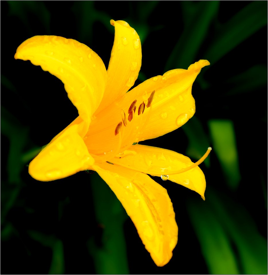 Daylily -- Hemerocallis
