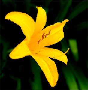 Daylily -- Hemerocallis photo