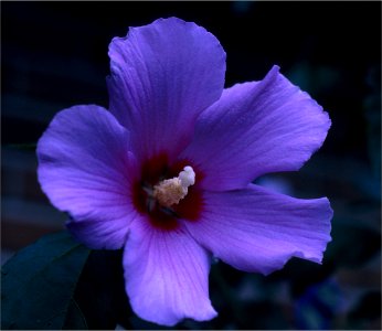 Rose of Sharon -- Althaea photo