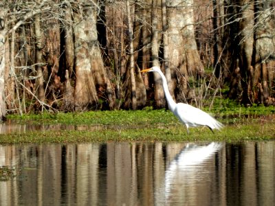bird great egret Mattamuskeet KG (2)