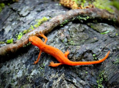 Red Eft photo