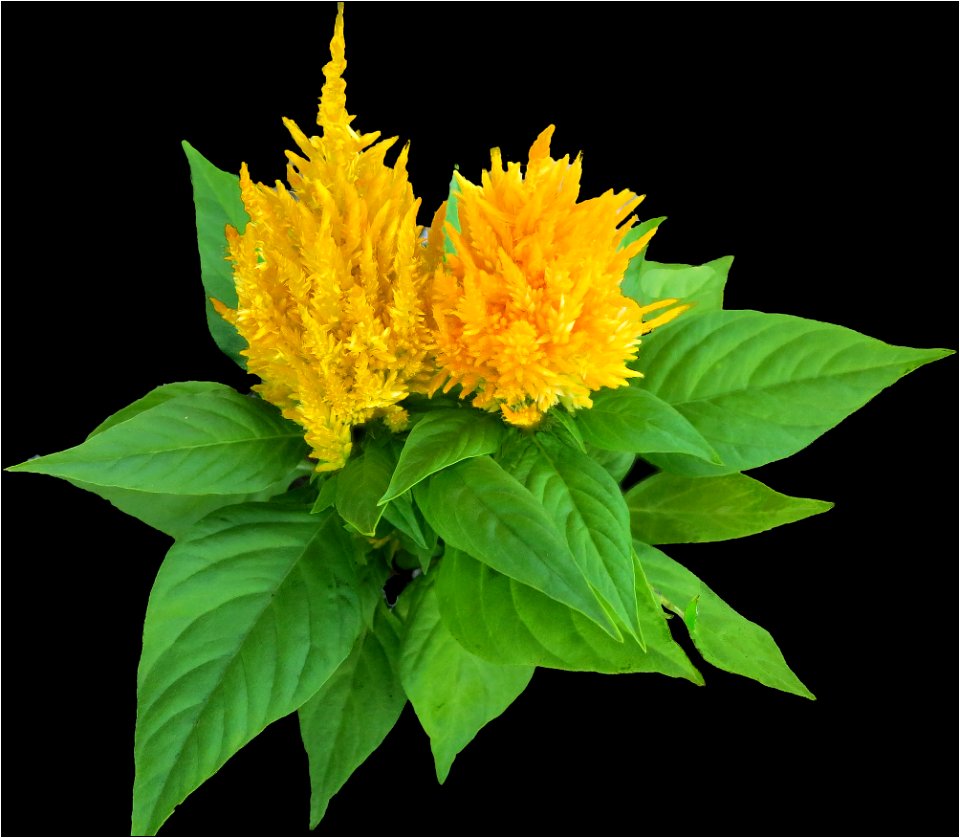 Woolflower or Cockscomb -- Celosia