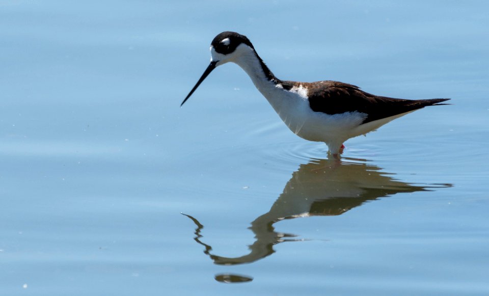 Black-necked stilt