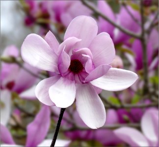Tulip magnolia or Jane magnolia -- Magnolia liliiflora