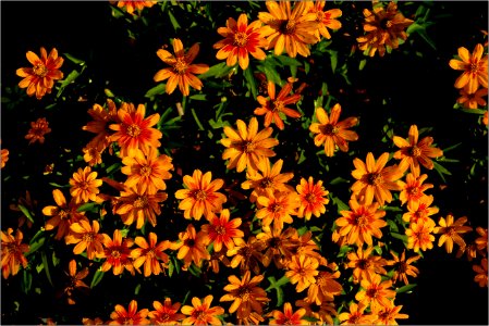 Dozens & Dozens of Daisies -- Orange & Variegated