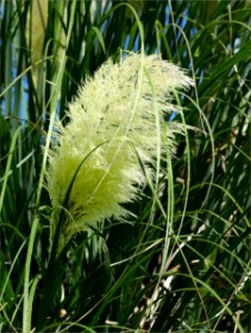 Pampas Grass inflorescences -- Cortaderia selloana 2