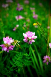State Game Land 312 (Klondike Ponds Tract) (21)