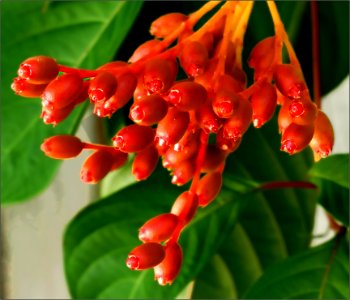Firebush -- Hamelia patens