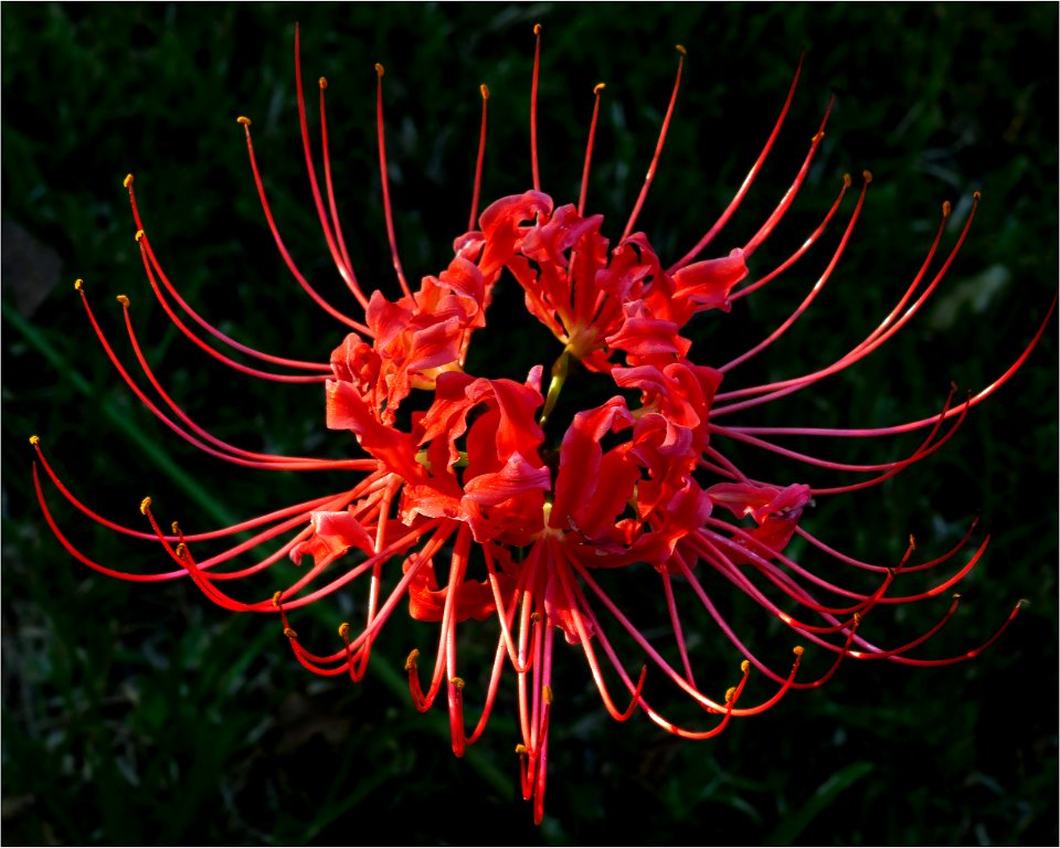 Red Spider Lily -- Lycoris radiata
