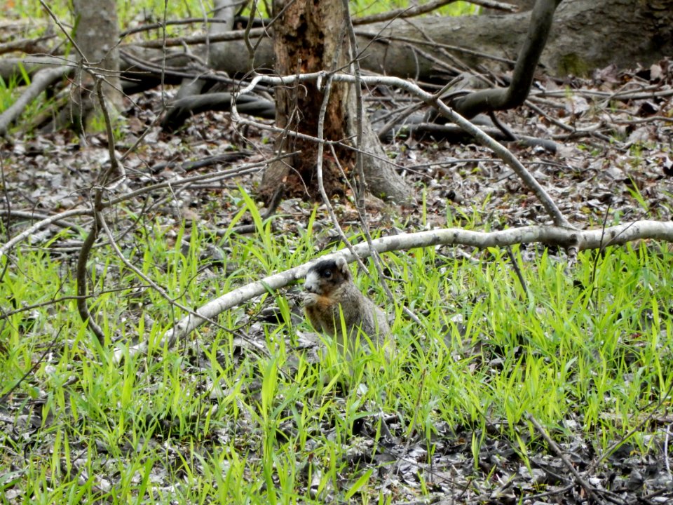 mammal rare fox squirrel Carolina beach state park ncwetlands KG (13)