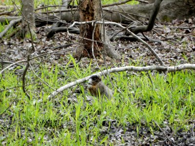 mammal rare fox squirrel Carolina beach state park ncwetlands KG (13)