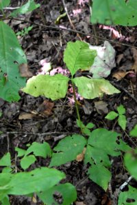 plant jack in the pulpit Needmore Game Land ncwetlands AM (2)