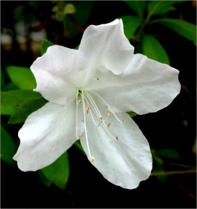 Azalea -- Rhododendron white