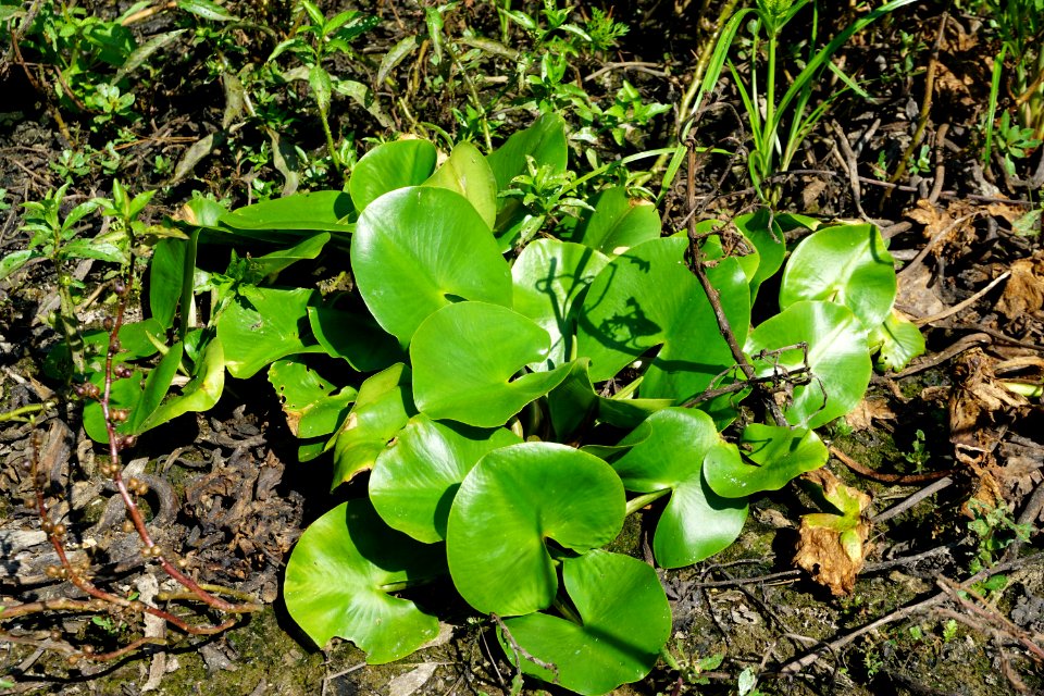 plant Nuphar Little River Park ncwetlands KG (3)