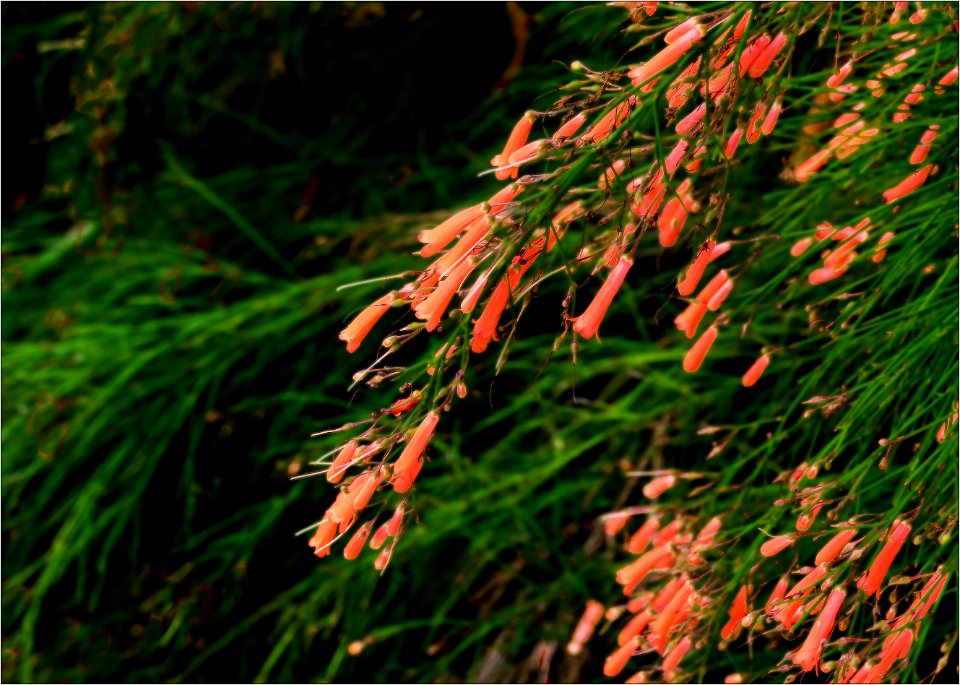 fire cracker plant -- Russelia equisetiformis