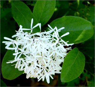 Chinese Fringe Tree -- Chionanthus retusus
