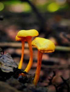 Algerine Swamp Natural Area (Revisited) (3)