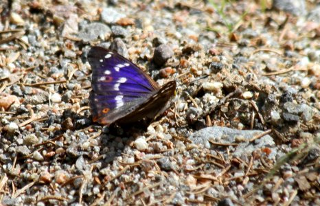 Lesser Purple Emperor, Apatura ilia photo