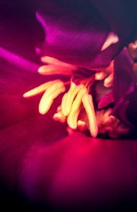 Close up of pink peony flower photo