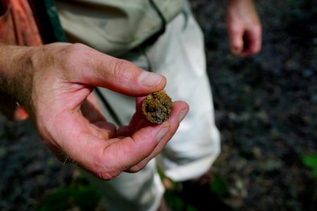 soil hydric wetland Uwharrie Nat Forest ncwetlands KG