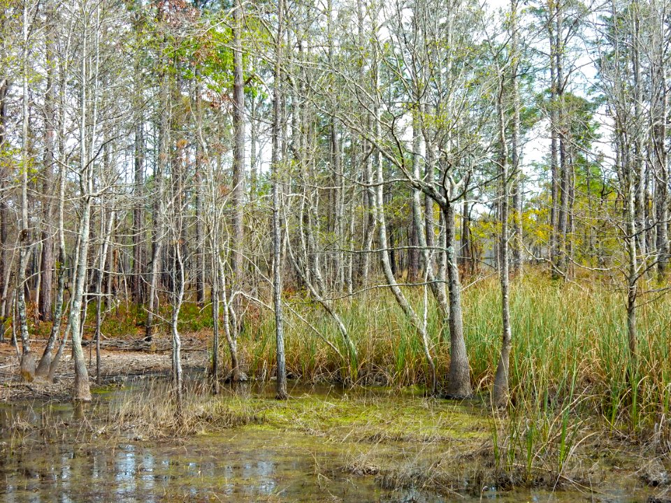 scene wetland Carolina beach state park ncwetlands KG (53)