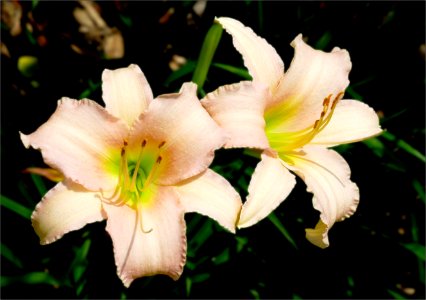 Daylilys -- Hemerocallis
