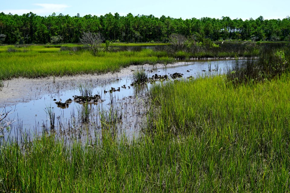 scene Cedar Point trail Croatan KG (40)
