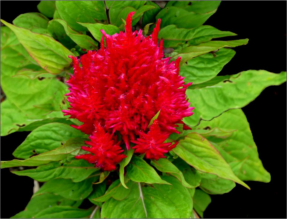 Woolflower or Cockscomb -- Celosia