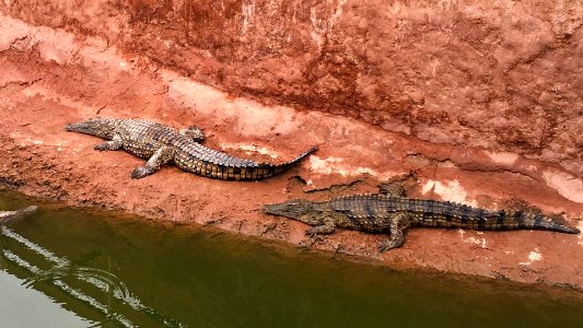 Excursion Crocoparc Agadir