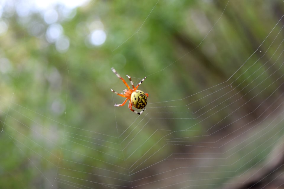 invertebrate marbled orb weaver Crooked Run Wildlife Management Area NC Wetlands AM (8)