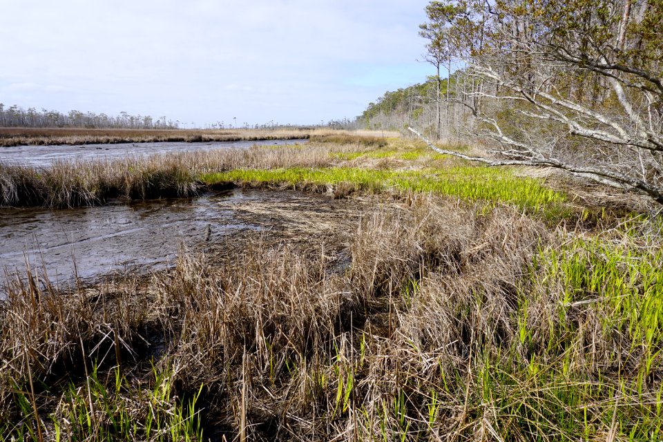 scene Mackay Island NWR ncwetlands KG (14)