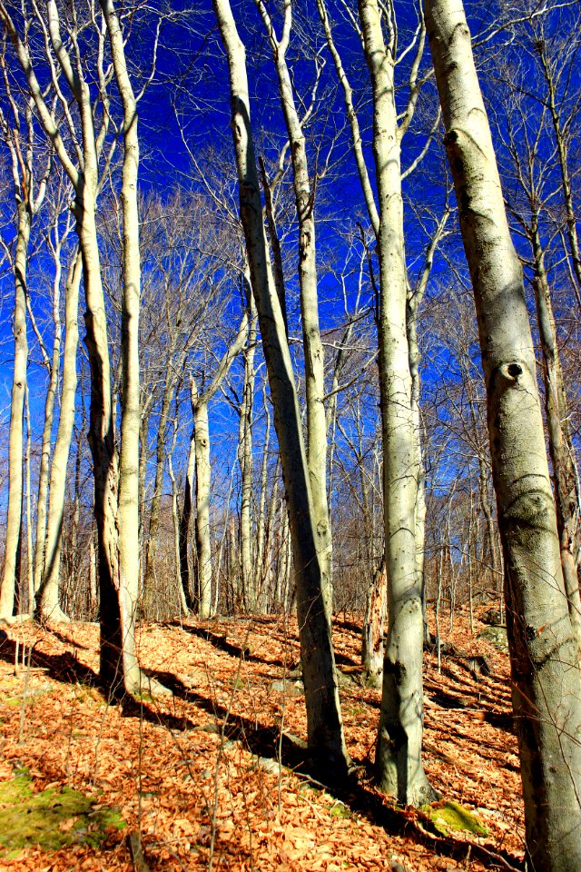 Early Spring